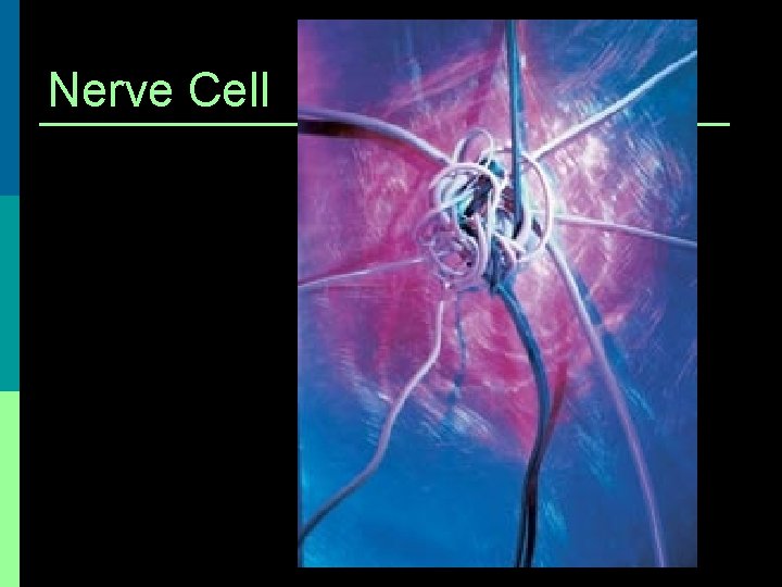 Nerve Cell 