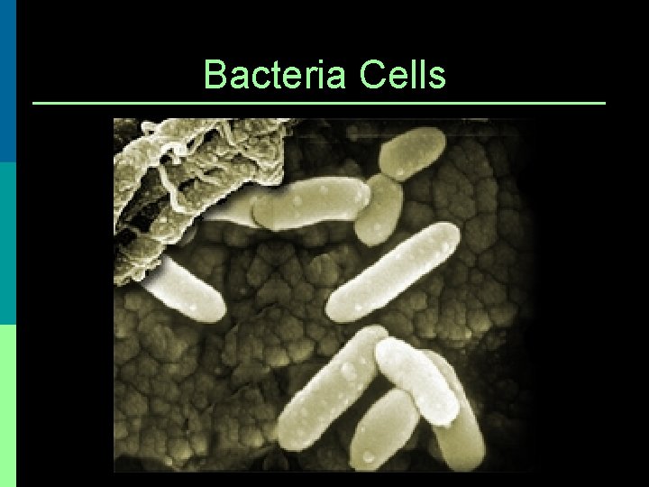 Bacteria Cells 