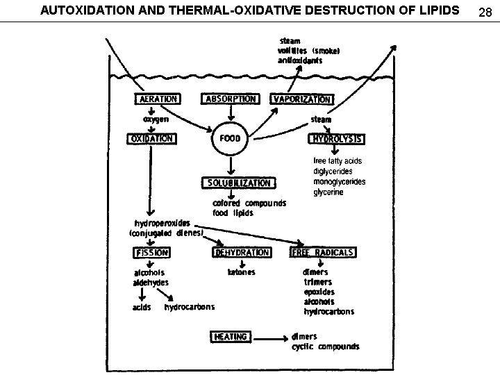 AUTOXIDATION AND THERMAL-OXIDATIVE DESTRUCTION OF LIPIDS 28 