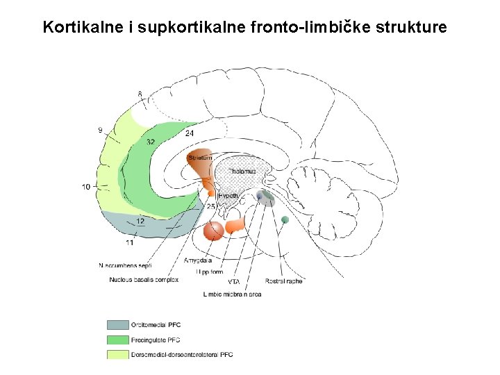 Kortikalne i supkortikalne fronto-limbičke strukture 