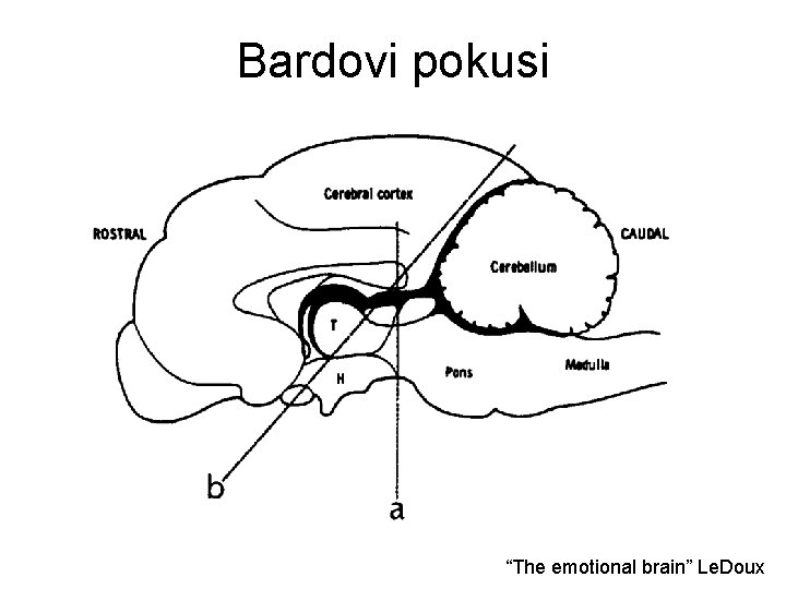Bardovi pokusi “The emotional brain” Le. Doux 