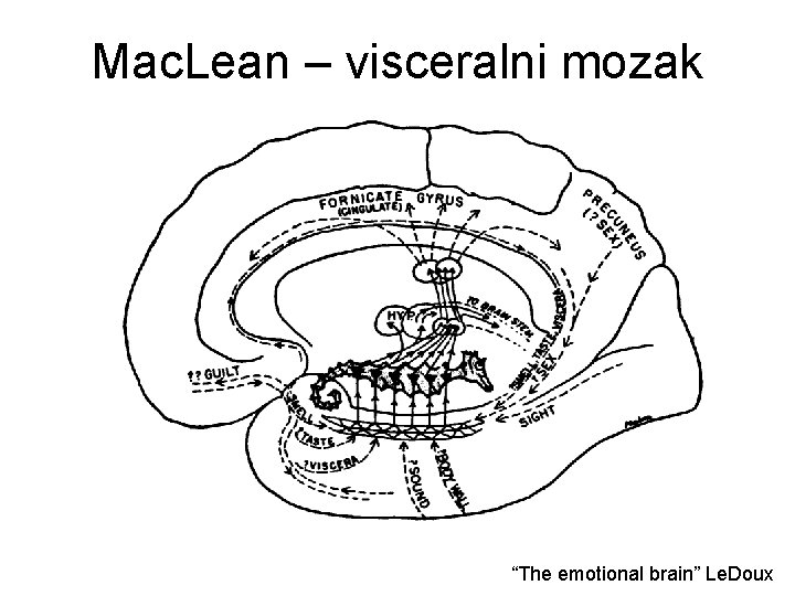 Mac. Lean – visceralni mozak “The emotional brain” Le. Doux 