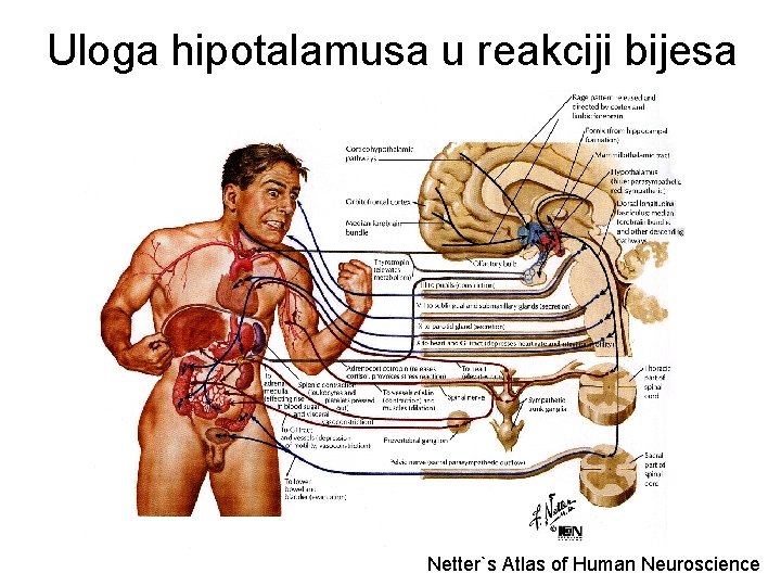 Uloga hipotalamusa u reakciji bijesa Netter`s Atlas of Human Neuroscience 