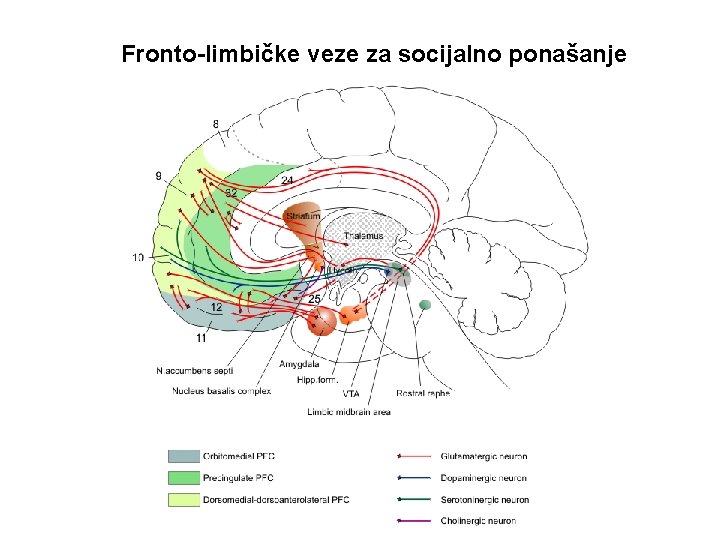 Fronto-limbičke veze za socijalno ponašanje 