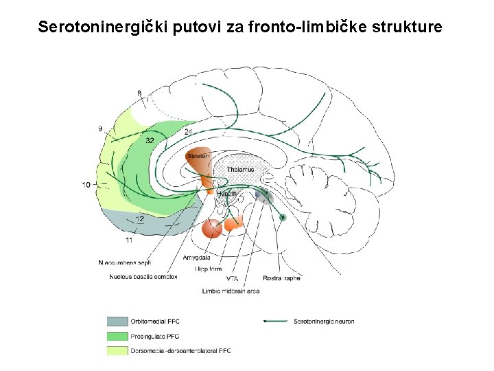 Serotoninergički putovi za fronto-limbičke strukture 