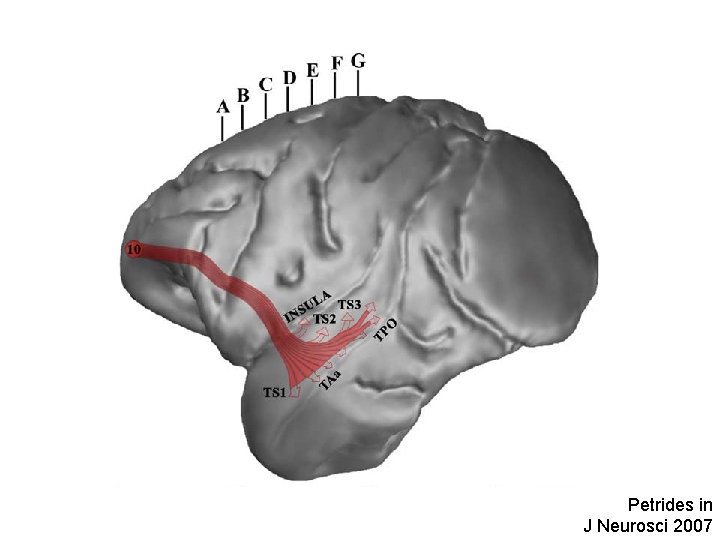 Petrides in J Neurosci 2007 