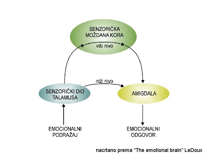 nacrtano prema “The emotional brain” Le. Doux 