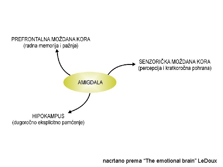 nacrtano prema “The emotional brain” Le. Doux 