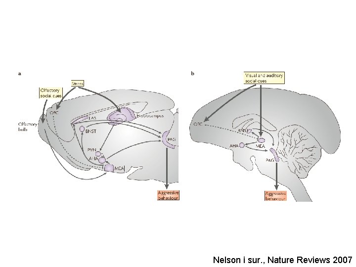 Nelson i sur. , Nature Reviews 2007 
