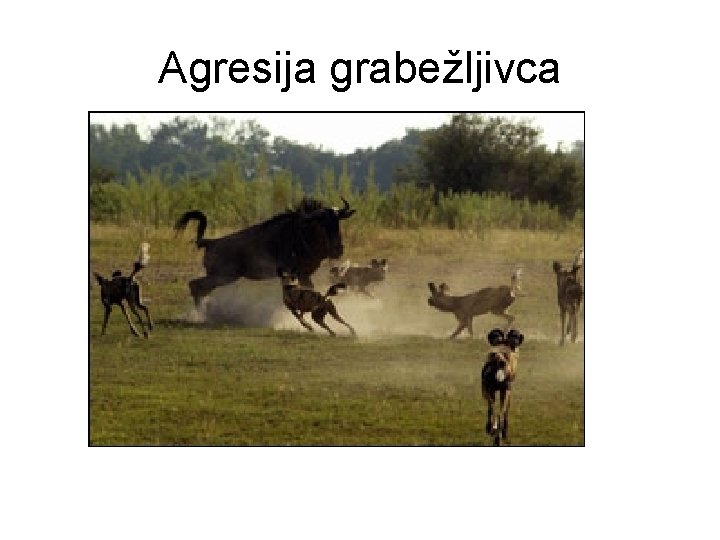 Agresija grabežljivca 