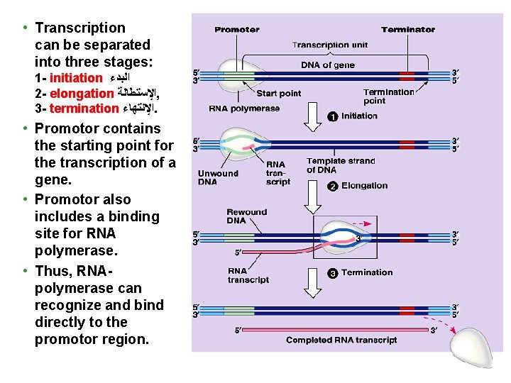  • Transcription can be separated into three stages: 1 - initiation ﺍﻟﺒﺪﺀ 2