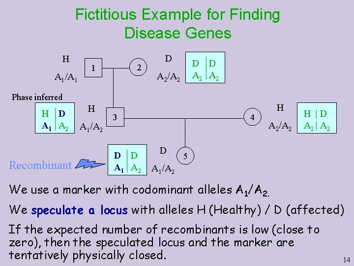 Fictitious Example for Finding Disease Genes H A 1/A 1 2 1 D D Fictitious Example for Finding Disease Genes H A 1/A 1 2 1 D D