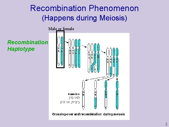 Recombination Phenomenon (Happens during Meiosis) Male or female Recombination Haplotype : תאי מין או Recombination Phenomenon (Happens during Meiosis) Male or female Recombination Haplotype : תאי מין או