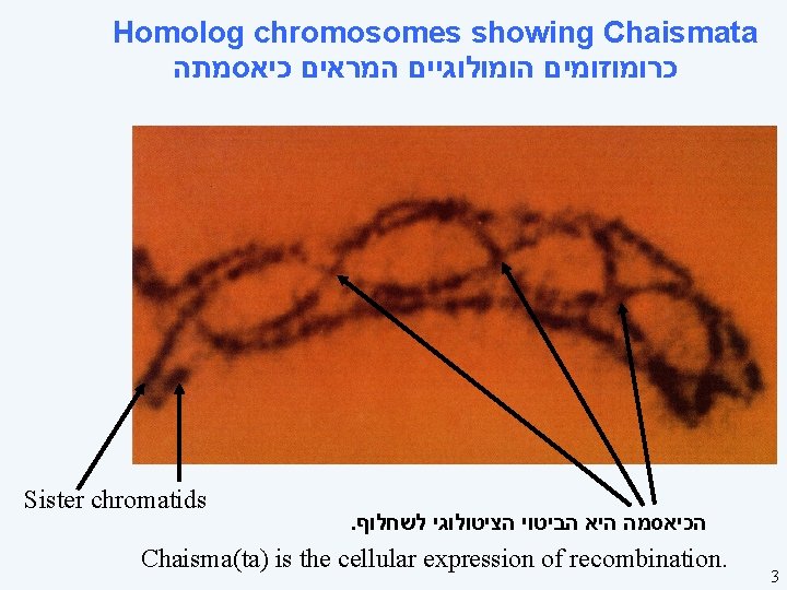 Homolog chromosomes showing Chaismata כרומוזומים הומולוגיים המראים כיאסמתה Sister chromatids . הכיאסמה היא הביטוי Homolog chromosomes showing Chaismata כרומוזומים הומולוגיים המראים כיאסמתה Sister chromatids . הכיאסמה היא הביטוי