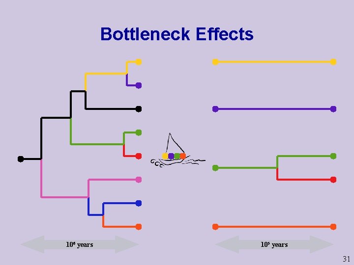 Bottleneck Effects 106 years 105 years 31  Bottleneck Effects 106 years 105 years 31