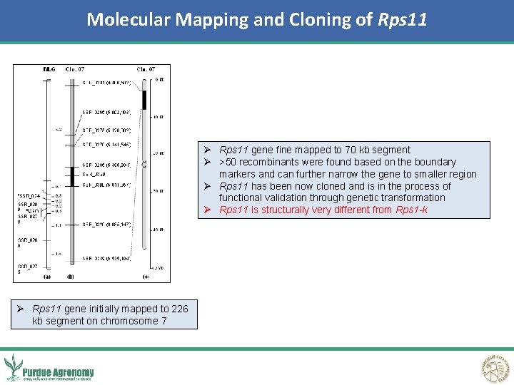 Molecular Mapping and Cloning of Rps 11 Ø Rps 11 gene fine mapped to