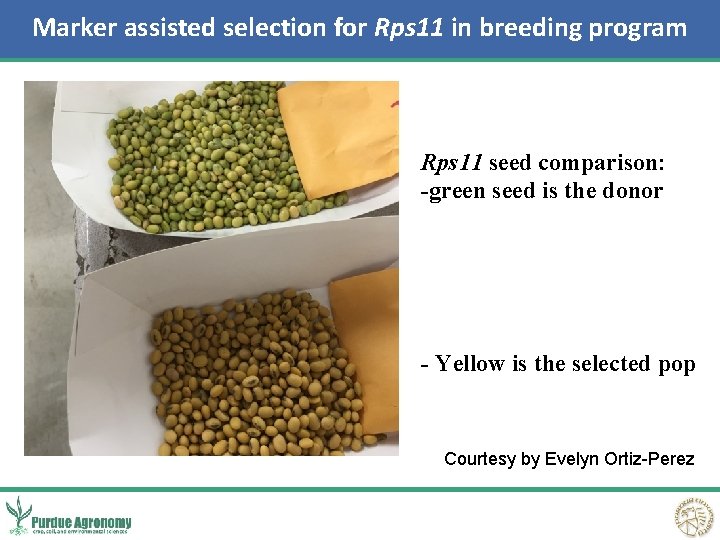 Marker assisted selection for Rps 11 in breeding program Rps 11 seed comparison: -green