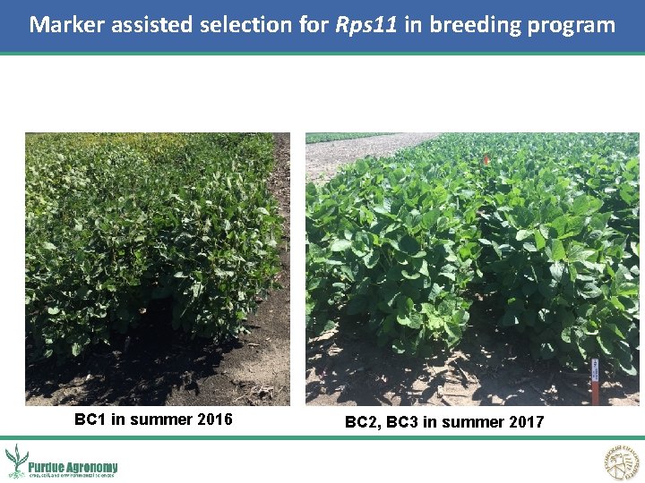 Marker assisted selection for Rps 11 in breeding program BC 1 in summer 2016