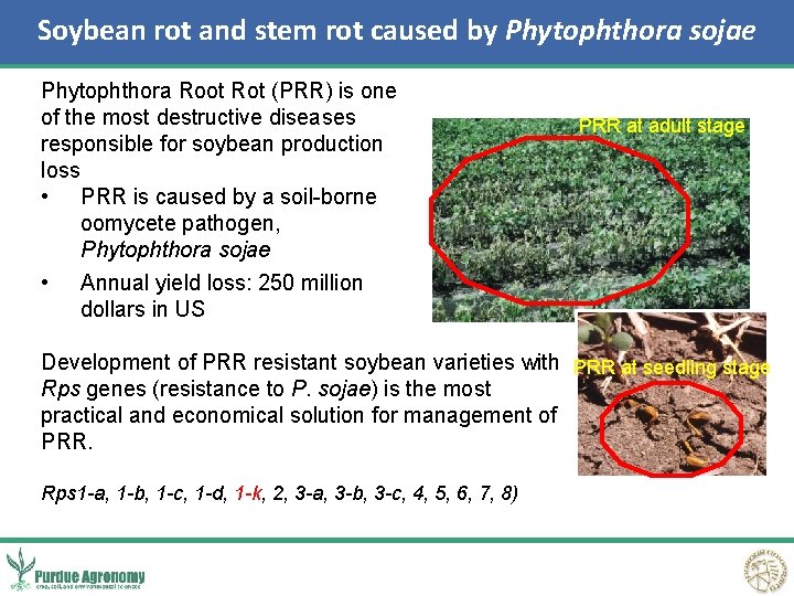Soybean rot and stem rot caused by Phytophthora sojae Phytophthora Root Rot (PRR) is