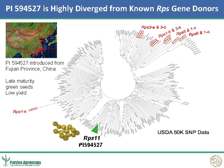PI 594527 is Highly Diverged from Known Rps Gene Donors PI 594527 introduced from