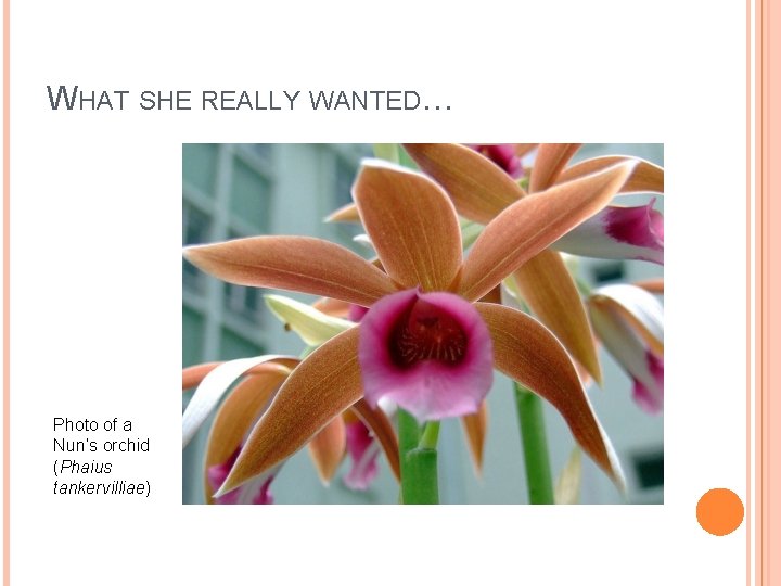 WHAT SHE REALLY WANTED… Photo of a Nun’s orchid (Phaius tankervilliae) 