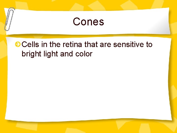 Cones Cells in the retina that are sensitive to bright light and color 
