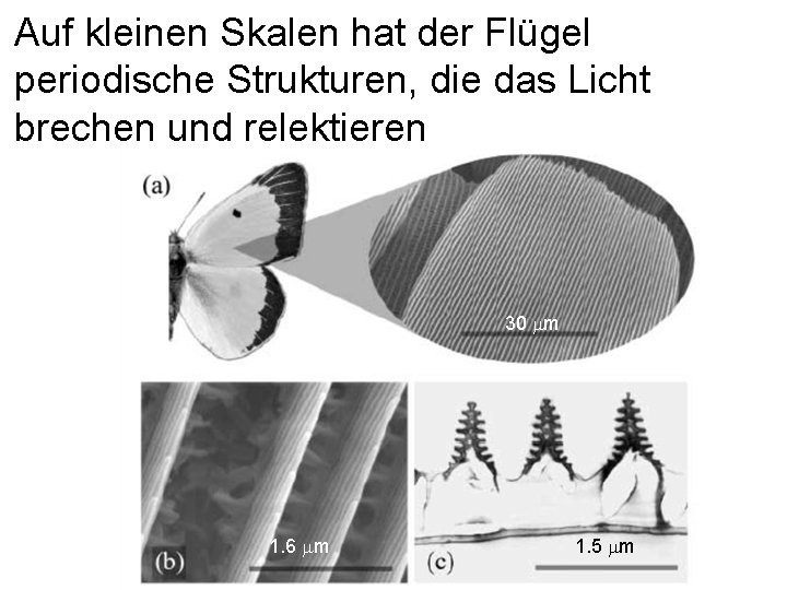 Auf kleinen Skalen hat der Flügel periodische Strukturen, die das Licht brechen und relektieren