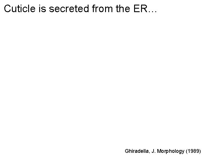 Cuticle is secreted from the ER… Ghiradella, J. Morphology (1989) 