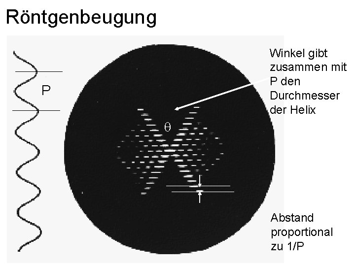 Röntgenbeugung Winkel gibt zusammen mit P den Durchmesser der Helix P q Abstand proportional