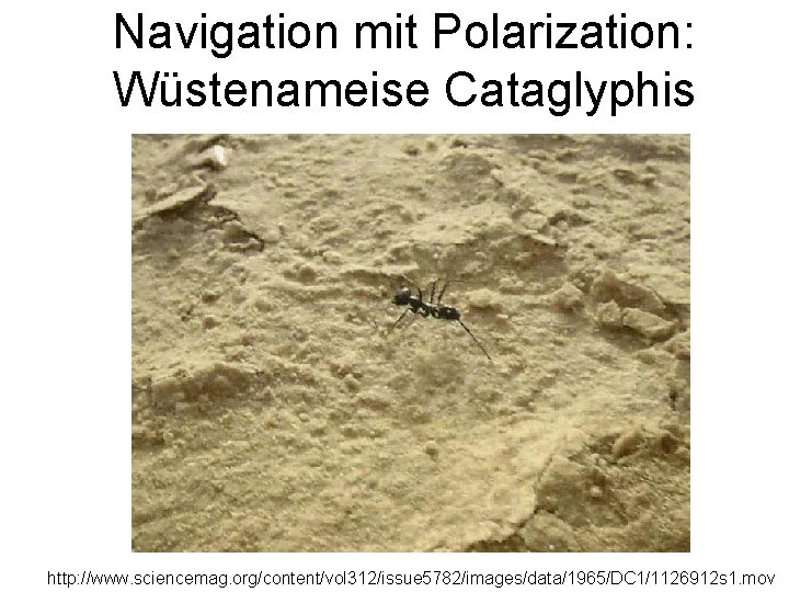 Navigation mit Polarization: Wüstenameise Cataglyphis http: //www. sciencemag. org/content/vol 312/issue 5782/images/data/1965/DC 1/1126912 s 1.