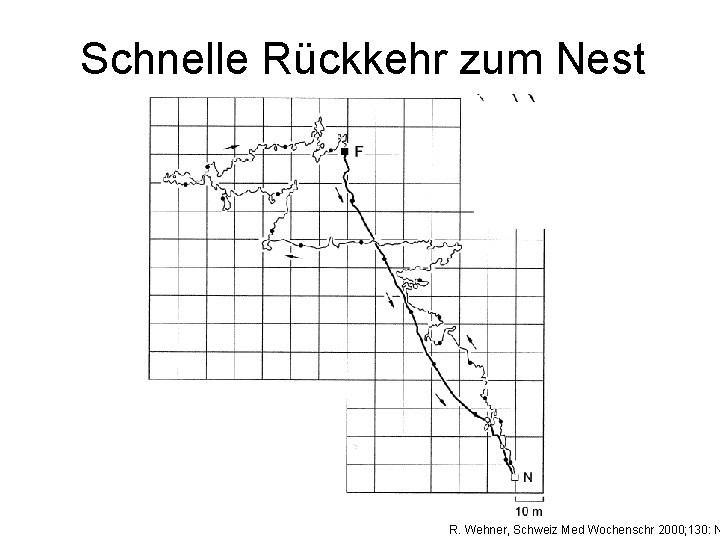 Schnelle Rückkehr zum Nest R. Wehner, Schweiz Med Wochenschr 2000; 130: N 