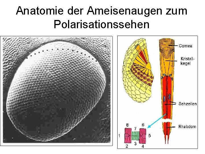 Anatomie der Ameisenaugen zum Polarisationssehen 