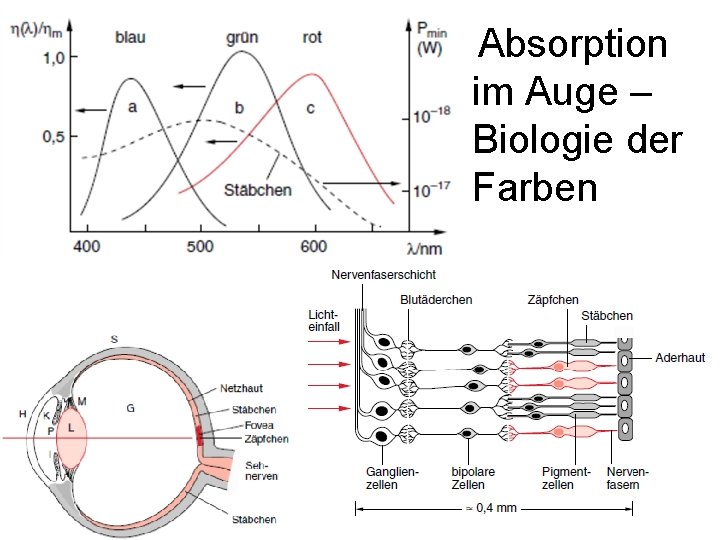 Absorption im Auge – Biologie der Farben 