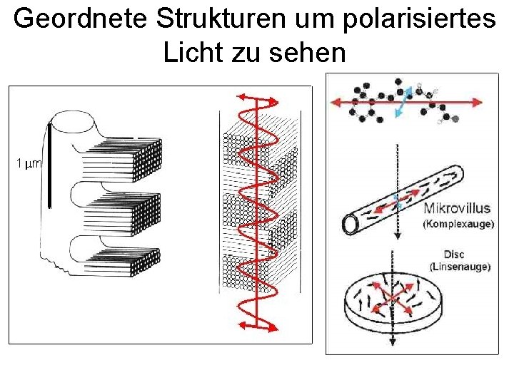 Geordnete Strukturen um polarisiertes Licht zu sehen 