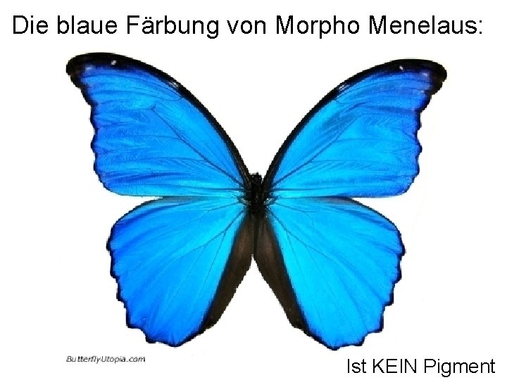 Die blaue Färbung von Morpho Menelaus: Ist KEIN Pigment 