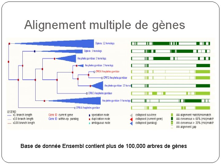Alignement multiple de gènes Base de donnée Ensembl contient plus de 100, 000 arbres