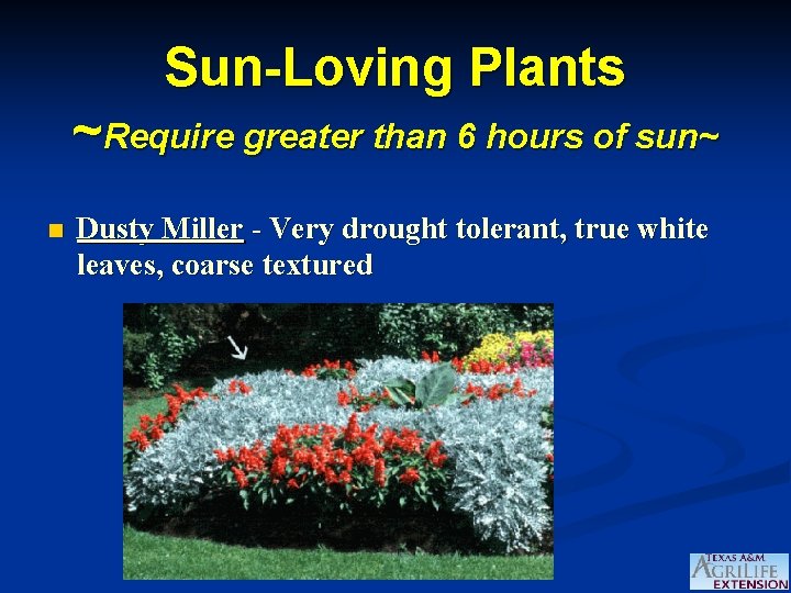 Sun-Loving Plants ~Require greater than 6 hours of sun~ n Dusty Miller - Very