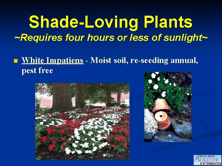 Shade-Loving Plants ~Requires four hours or less of sunlight~ n White Impatiens - Moist