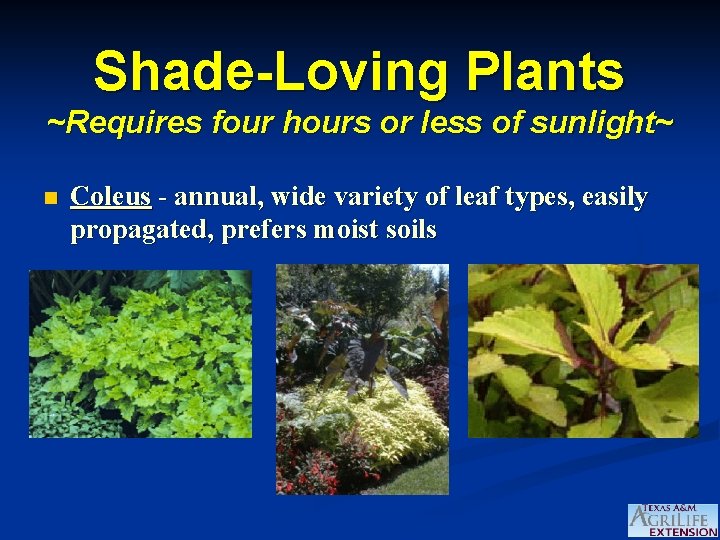 Shade-Loving Plants ~Requires four hours or less of sunlight~ n Coleus - annual, wide