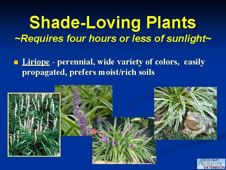 Shade-Loving Plants ~Requires four hours or less of sunlight~ n Liriope - perennial, wide