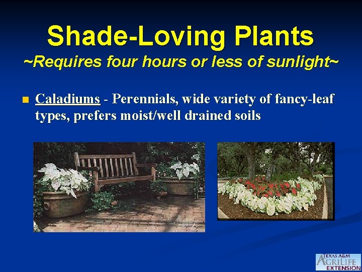 Shade-Loving Plants ~Requires four hours or less of sunlight~ n Caladiums - Perennials, wide