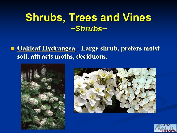 Shrubs, Trees and Vines ~Shrubs~ n Oakleaf Hydrangea - Large shrub, prefers moist soil,
