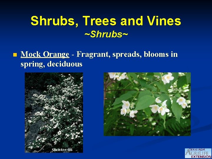 Shrubs, Trees and Vines ~Shrubs~ n Mock Orange - Fragrant, spreads, blooms in spring,