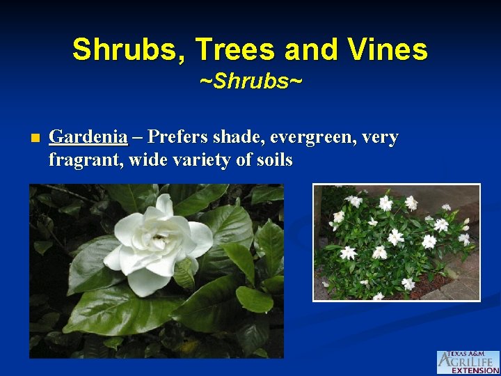 Shrubs, Trees and Vines ~Shrubs~ n Gardenia – Prefers shade, evergreen, very fragrant, wide