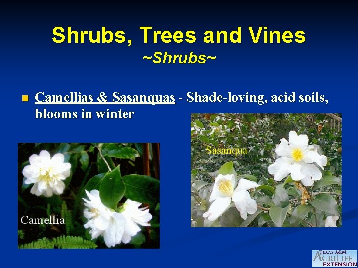 Shrubs, Trees and Vines ~Shrubs~ n Camellias & Sasanquas - Shade-loving, acid soils, blooms