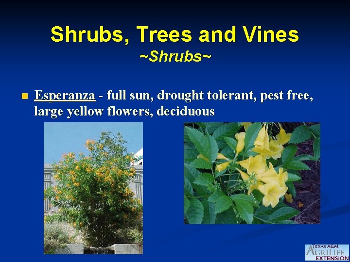 Shrubs, Trees and Vines ~Shrubs~ n Esperanza - full sun, drought tolerant, pest free,