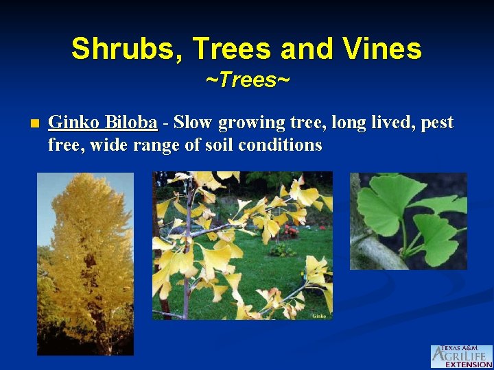 Shrubs, Trees and Vines ~Trees~ n Ginko Biloba - Slow growing tree, long lived,