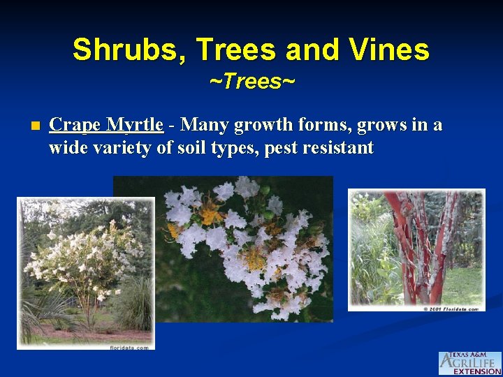 Shrubs, Trees and Vines ~Trees~ n Crape Myrtle - Many growth forms, grows in