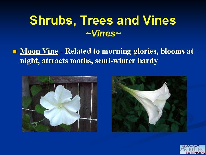 Shrubs, Trees and Vines ~Vines~ n Moon Vine - Related to morning-glories, blooms at