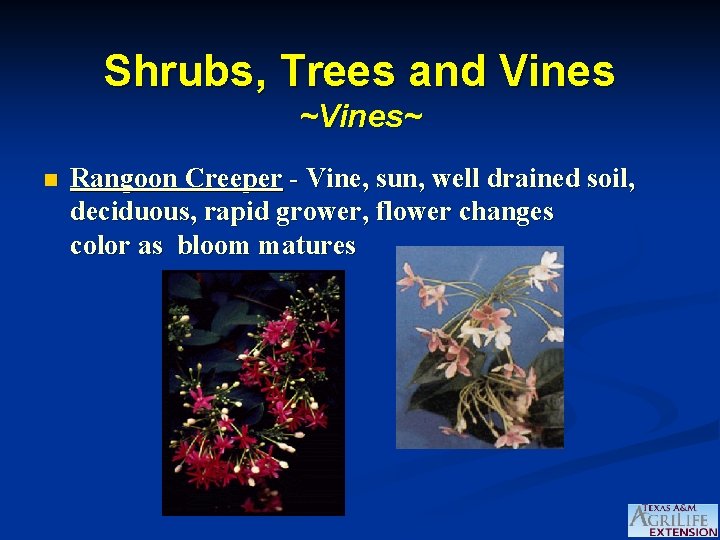 Shrubs, Trees and Vines ~Vines~ n Rangoon Creeper - Vine, sun, well drained soil,